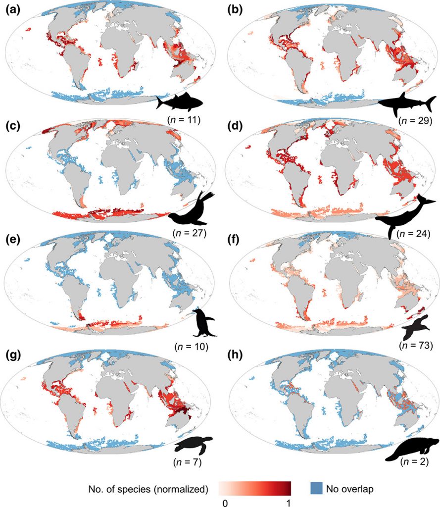 Maps of the spatial overlap between gaps of the Argo network and extent of occurrence, by group of animals